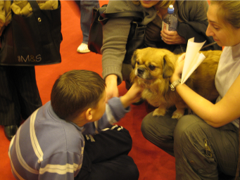 Tibetan spaniel at Crufts Discover Dogs stand