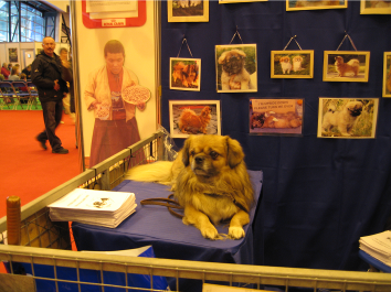 Tibetan spaniel posing on the tibetan spaniel association stand at discover dogs Crufts