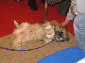 Tibetan spaniel at Crufts discover dogs