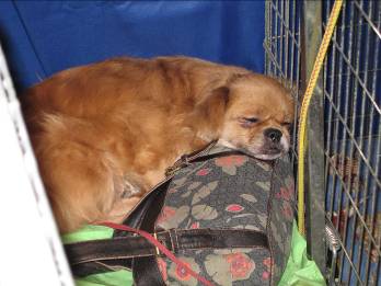 Tibetan spaniel sleeping at Crufts discover dogs stand
