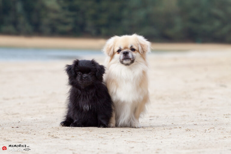 Tibetan Spaniel puppies