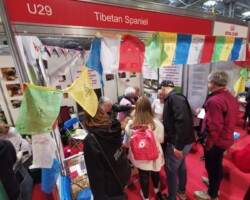 Crufts Discover Dogs 2022 Crufts Discover Dogs 2022