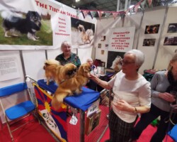 Crufts Discover Dogs 2022 Crufts Discover Dogs 2022