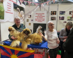 Crufts Discover Dogs 2022 Crufts Discover Dogs 2022