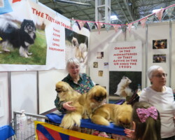 Crufts Discover Dogs 2022 Crufts Discover Dogs 2022