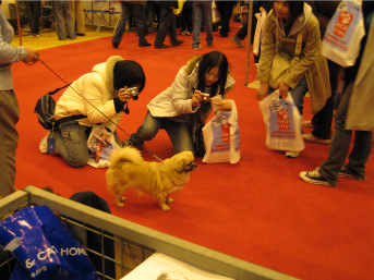 Tibetan spaniel at Crufts discover dogs stand