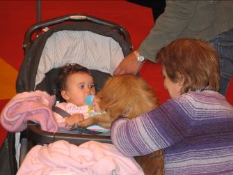 Child meets Tibetan Spaniel at discover dogs