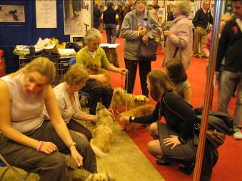 People meeting Tibetan Spaniels at Crufts discover dogs stand